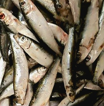 BARFGOLD ganze Sprotten 500g